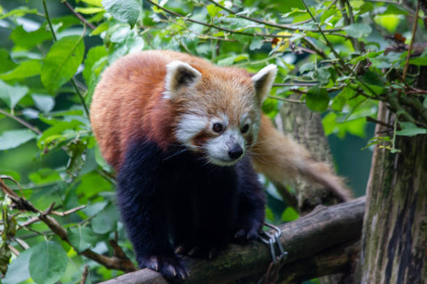 A red panda walks peacefully in a green forest