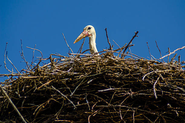 white stork resting in the nest, ciconia ciconia. Galicia, Spain