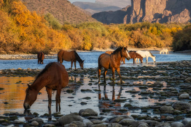 istock Salt River wild horses in Arizona 2196652110