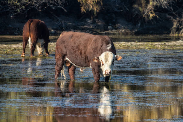 A couple of Hereford bulls grazing in the Salt River near Phoenix, Arizona