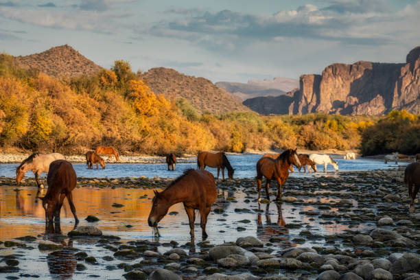 istock Salt River wild horses in Arizona 2196652114