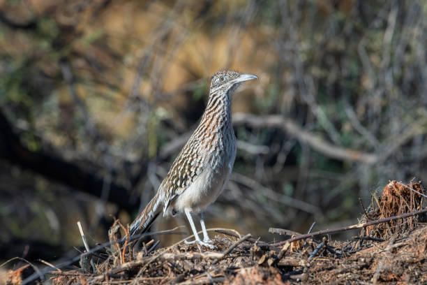 istock A Female Roadrunner in the desert 2196652115