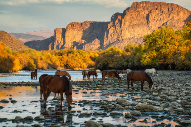 Wild Horses living in the wild