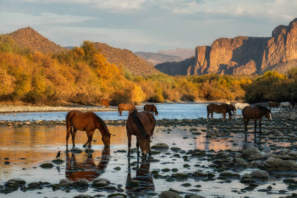 istock Salt River wild horses in Arizona 2196652130