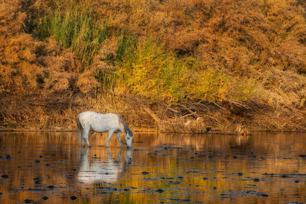 istock Salt River wild horses in Arizona 2196652131