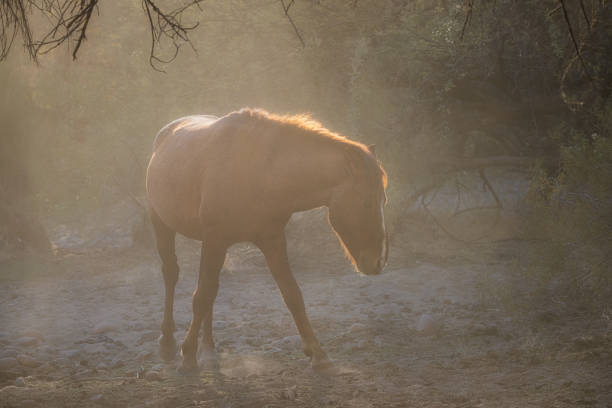 Salt River wild horses in the Sonoran Desert near Phoenix, Arizona