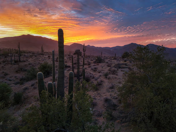 istock Sunset in the Sonoran Desert 2196652393