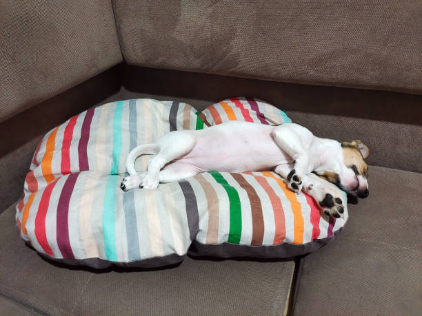 istock Jack Russell Terrier dog lying on his couch and sleeping 2196652689