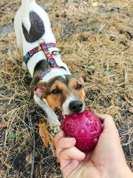 istock A human hand holds a small ball that a Jack Russell Terrier dog bites. Active walks and games with a pet 2196652735