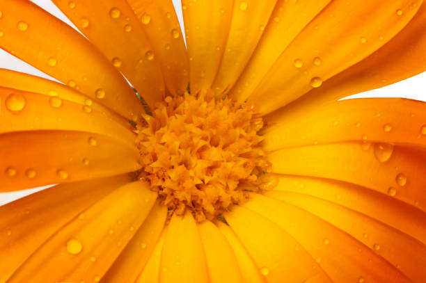 Macro photo of vibrant calendula flowers. Perfect for botanical enthusiasts, floral designers, gardening blogs, or wellness products, appealing to nature lovers and health-conscious consumers.