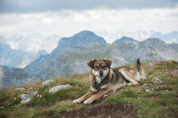 istock Dog lying on grassy slope in mountains 2196653213