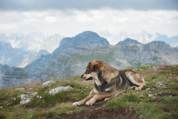 istock Dog lying on grassy slope in mountains 2196653215
