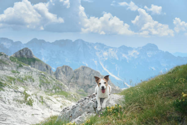istock Dog enjoying alpine views on a grassy hilltop 2196653220