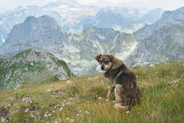 A dog sits on a grassy mountain slope, gazing into the distance with towering peaks surrounding it. The scene captures a sense of adventure and freedom.