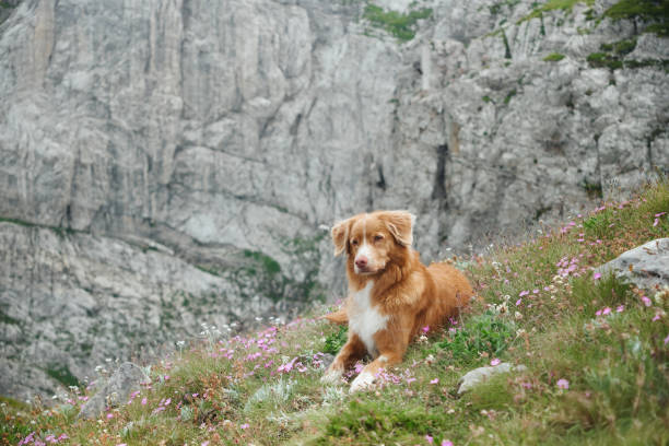 istock Relaxing dog amidst mountain wildflowers 2196653229
