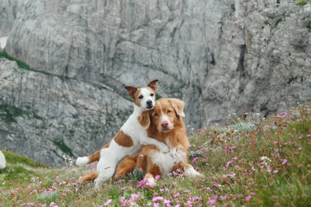 istock Dogs lying on vibrant meadow near a rocky cliff 2196653231