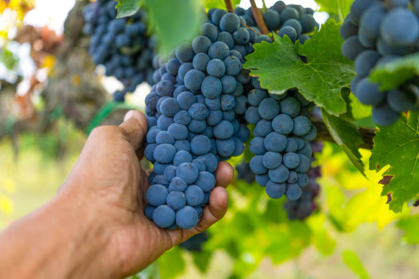 istock Man examining a bunch of grapes 2196655227