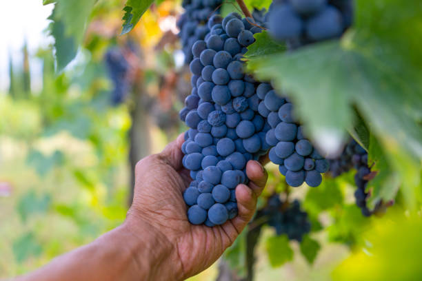 Man examining a bunch of grapes on the vine in a vineyard