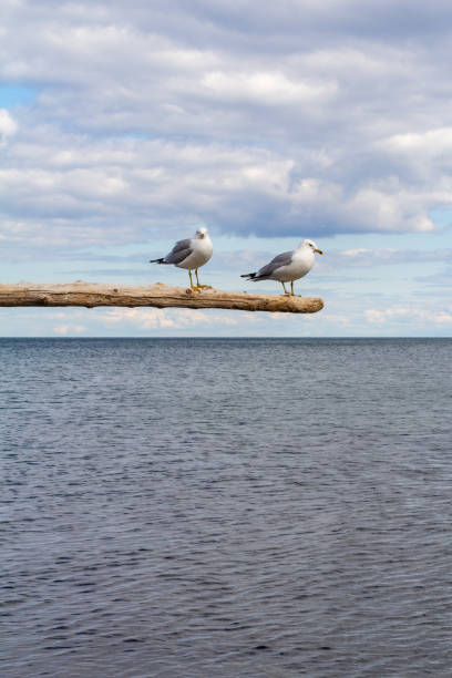 Seagulls perched on a weathered driftwood branch above the ocean, with serene water and a partially cloudy sky creating a tranquil and peaceful natural scene.