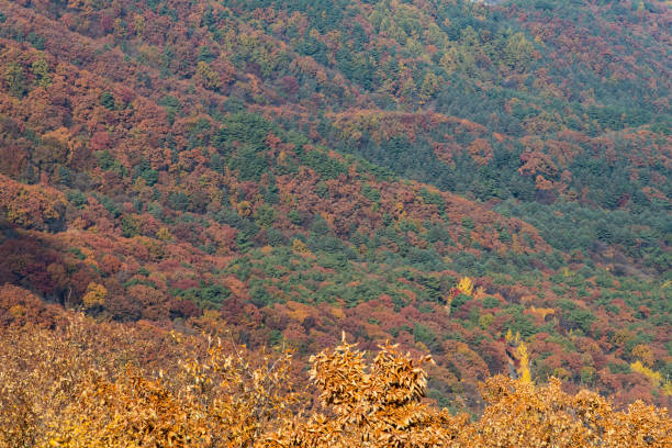 autumn landscape