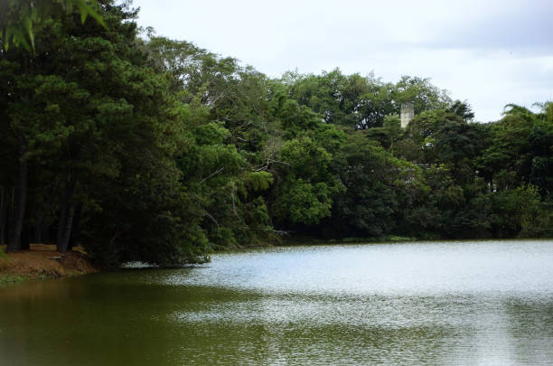 istock ITA Lagoon Forest within the DCTA and its water 2196668934