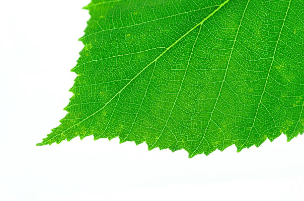istock close up on green leaf isolated on white background 2196669003