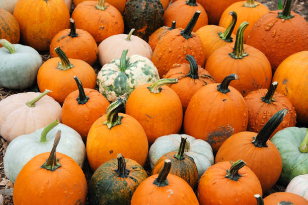 istock pumpkins with different colorful for decoration 2196669329