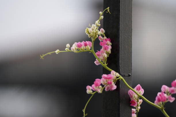 A selective focus of wild flower leaning on a barbed wire fence