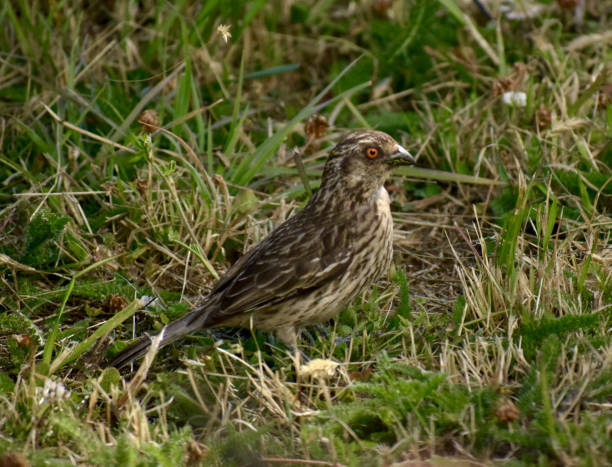 istock Phytotoma bird feeding on grass 2196670506