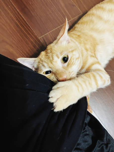 istock The cute cat is watching you. 2196671600