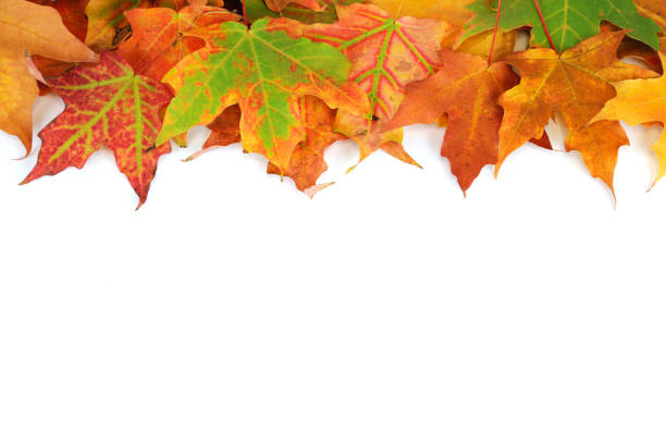 colorful autumn maple leaves frame isolated on white background
