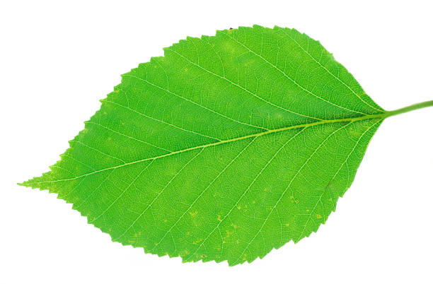 istock green leaves with leaf vein texture isolated on white background 2196673313