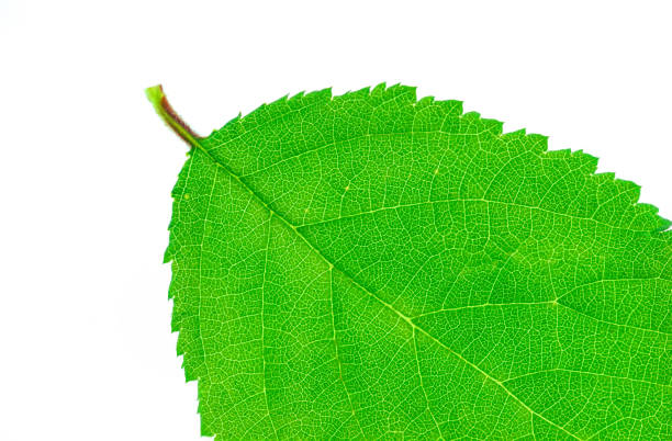 istock close up on green leaf isolated on white background 2196673336