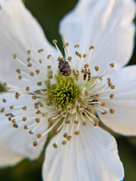 Extreme close up of white blackberry flower with stamen and foraging museum beetle.