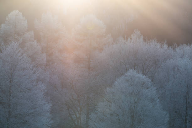 Hoarfrost on larch trees sparkling in the morning sun