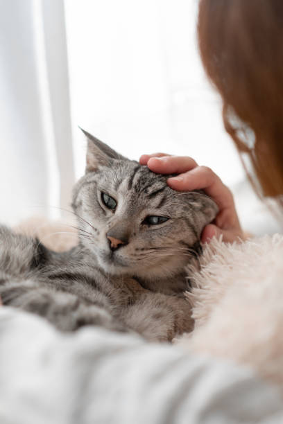 istock Person petting a cute cat 2196675829