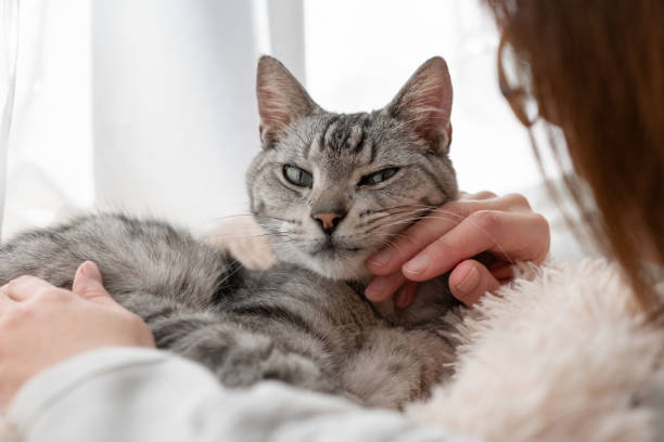 istock Person petting a cute cat 2196675859