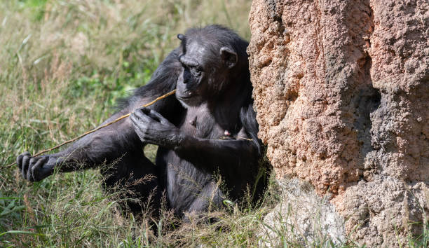 istock Cute chimpanzee licking a branch 2196675959