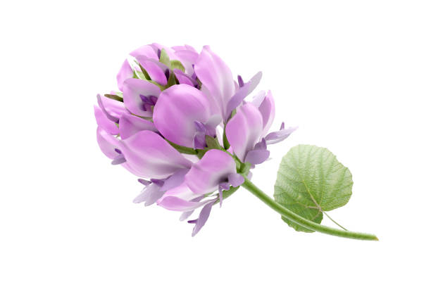 istock Bakuchiol flower on white background 2196676125