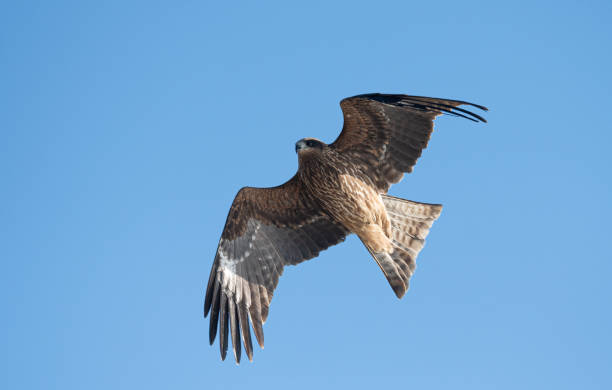 istock A cool black kite flying in the sky 2196676178