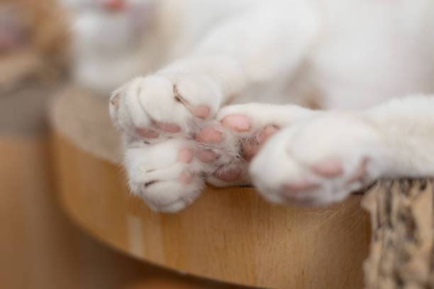 Cute paws of a sleeping cat