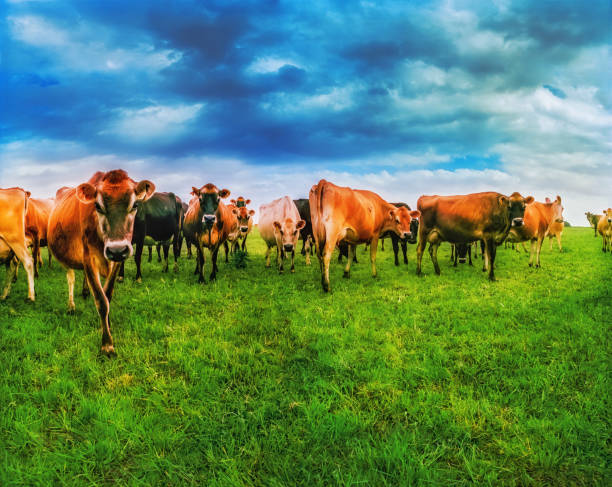 istock Group of cows grazing in agricultural field 2196678872