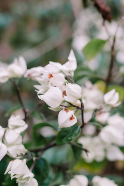 istock White Bleeding Heart Flowers so cool 2196684586