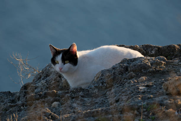 A black and white cat is resting on a rock by the sea.