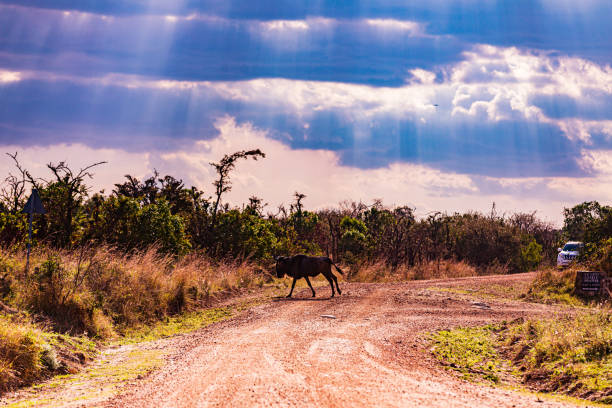 Wildebeest, also called gnu, are antelopes of the genus Connochaetes and native to Eastern and Southern Africa. They belong to the family Bovidae, which includes true antelopes, cattle, goats, sheep, and other even-toed horned ungulates. ñus, animales salvajes, vida silvestre, rayos de sol, nubes dramáticas, masái mara, parque nacional de la reserva de caza, condado de narok, kenia, paisajes de África oriental, sabana, praderas, plantas, vegetaciones, praderas, campo prados, áspero, m