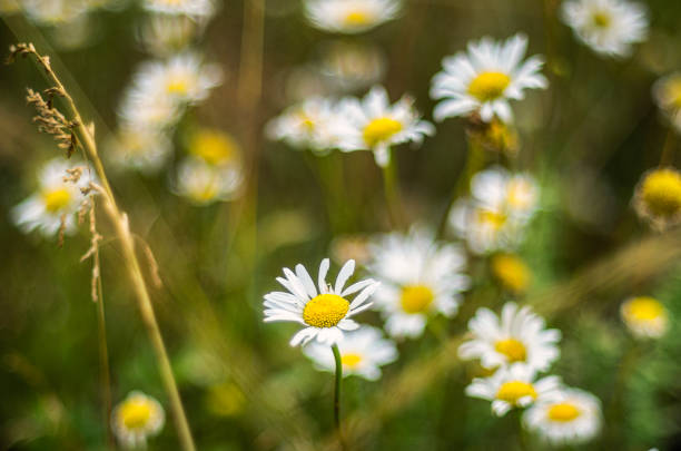 Southern Urals, blooming ox-eye daisy (Leucanthemum vulgare) in a meadow.