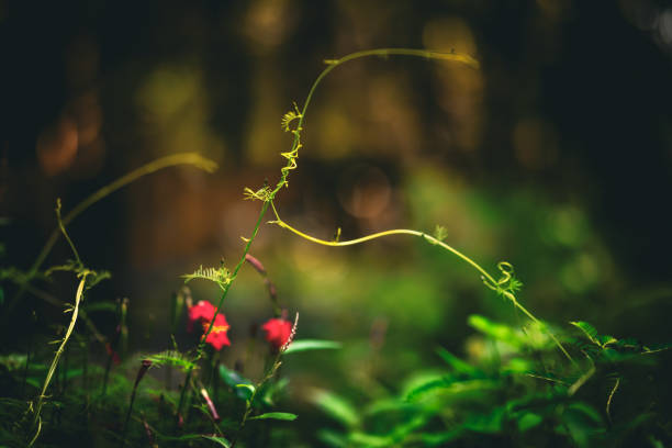 A fast growing Cypress Vine plant also known as Ipomoea Quamoclit is in bloom with tiny red flowers