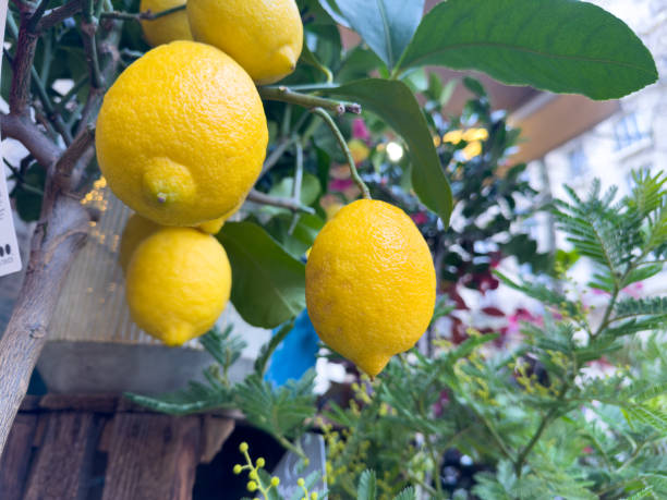 istock Vibrant lemons hanging from a tree in a bustling city market 2196690332