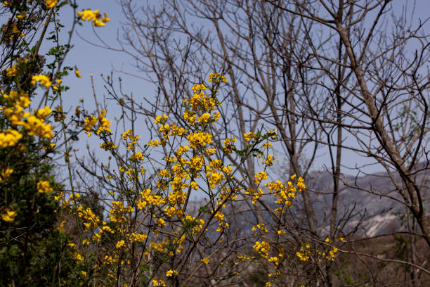 Blooming branches with yellow flowers against the sky