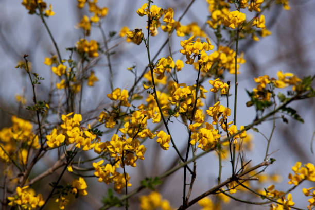 Blooming branches with yellow flowers against the sky